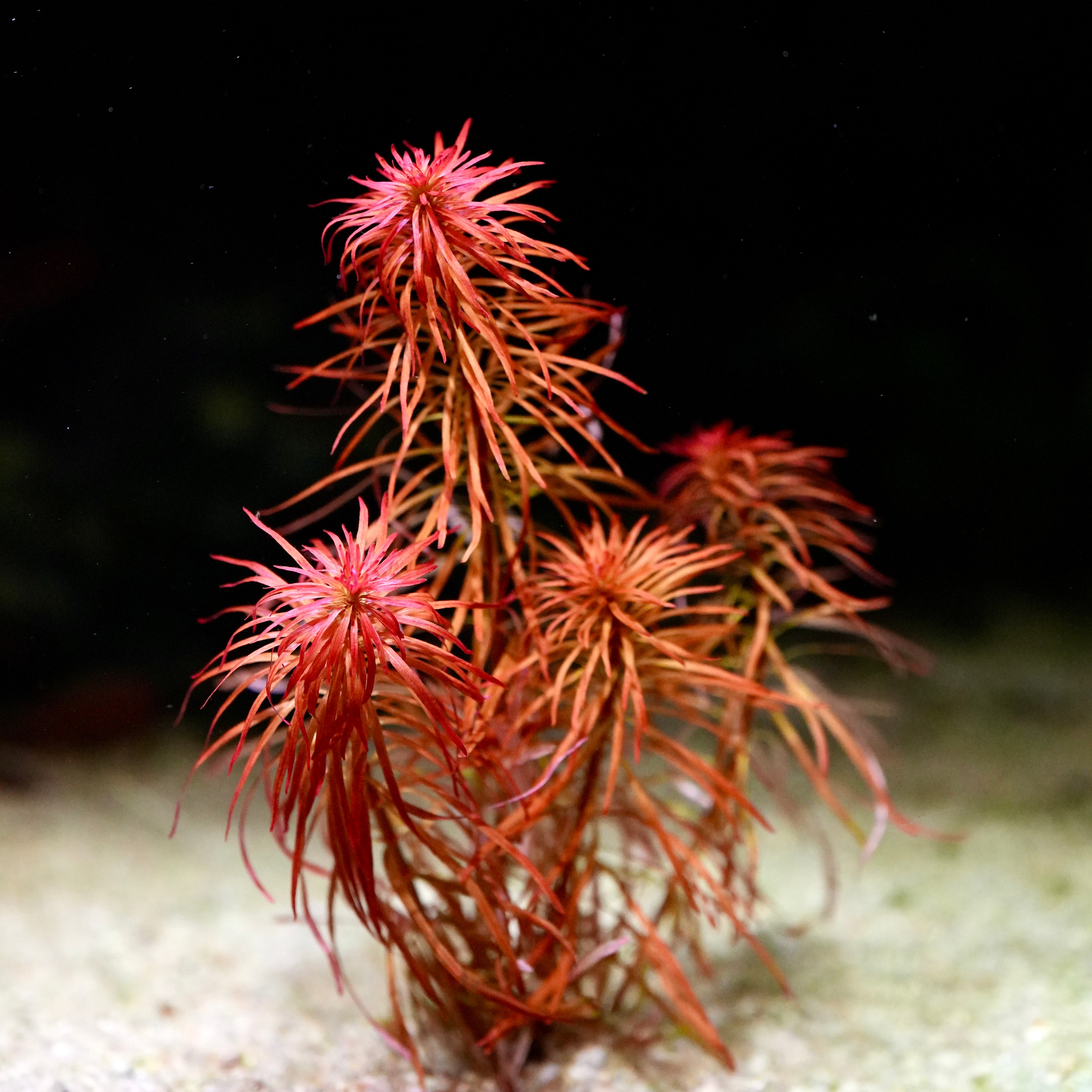 Red underwater ludwigia inclinata var. verticillata meta aquatic plant with narrow thin leaves