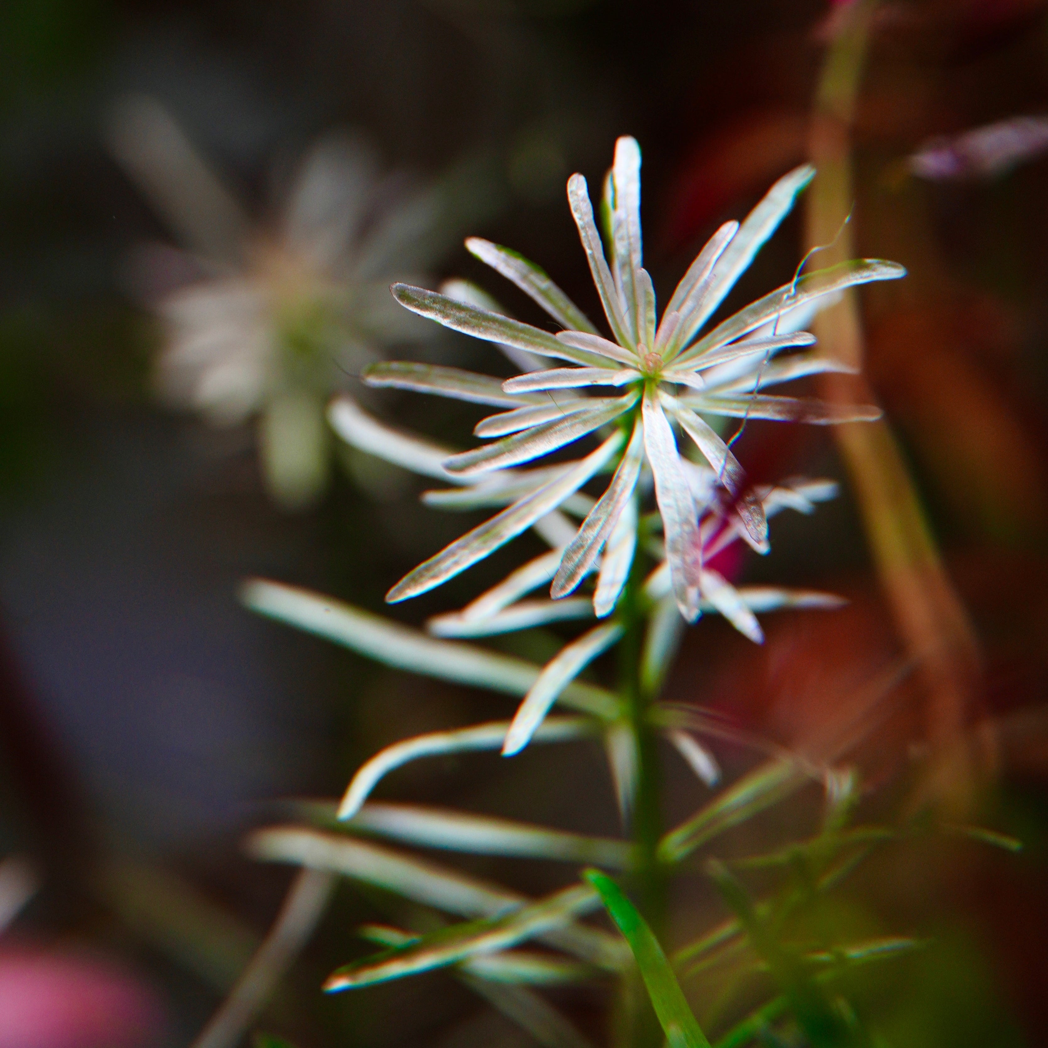 ludwigia inclinata white