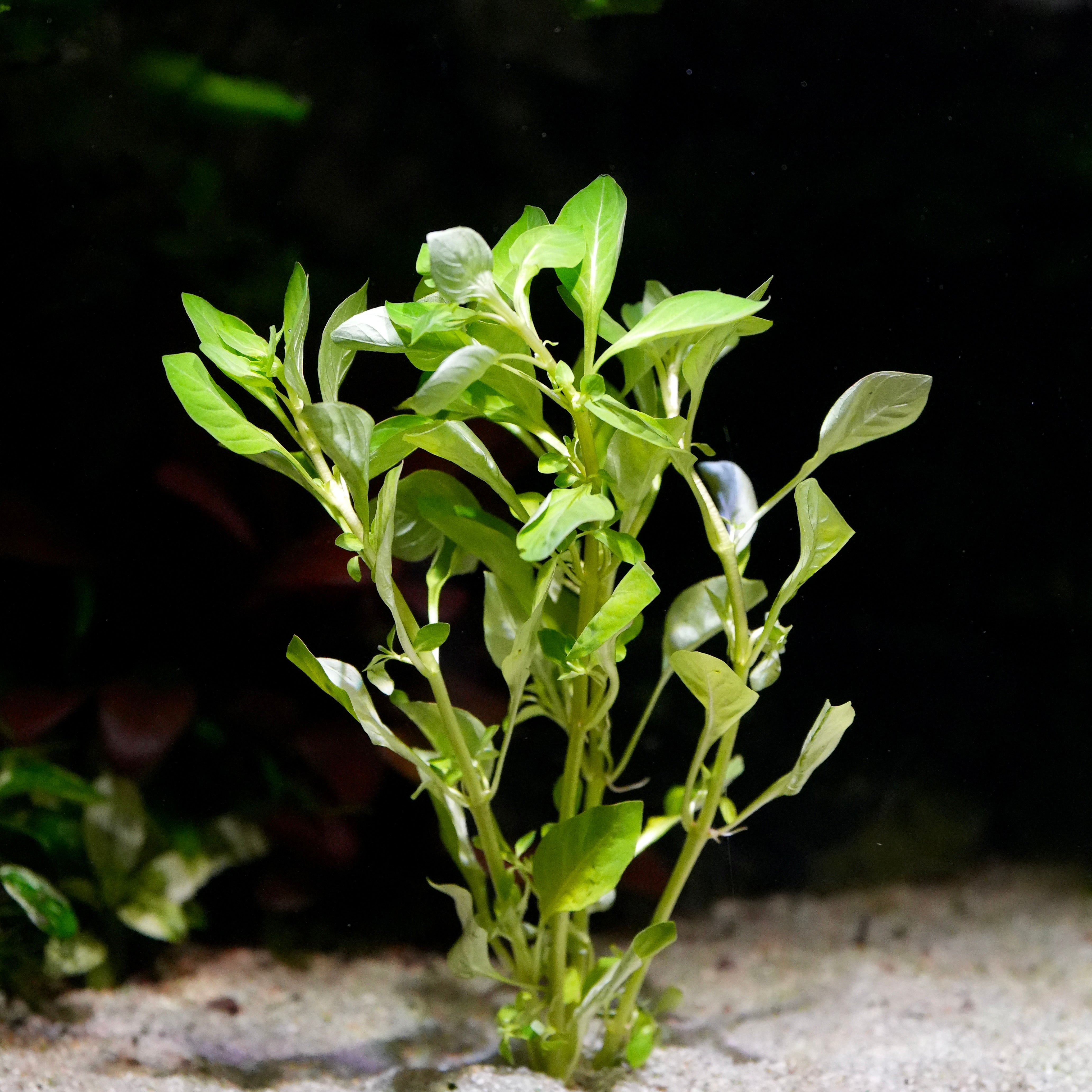 Bunch of ludwigia palustris green aquatic stem plant 