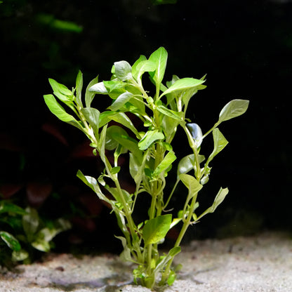 Bunch of ludwigia palustris green aquatic stem plant 