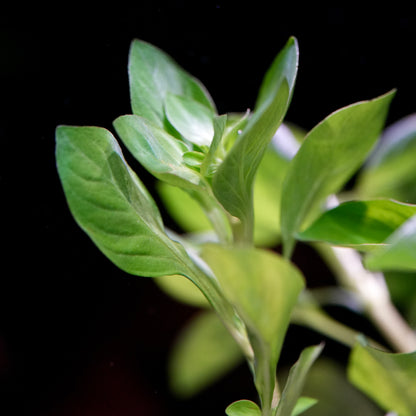 Bunch of leaves of ludwigia palustris green aquatic stem plant 