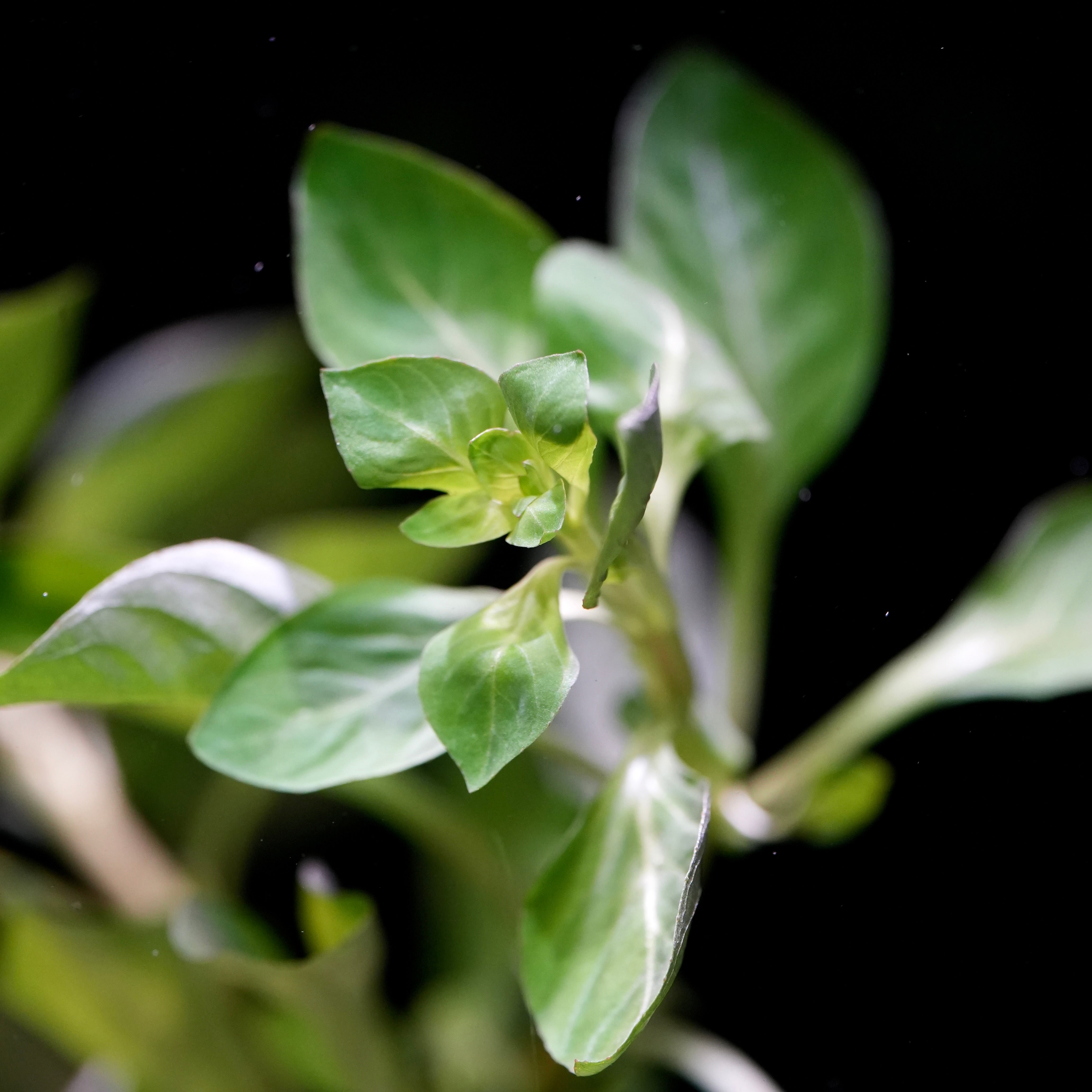 Macro shot of ludwigia palustris green aquatic stem plant leaves