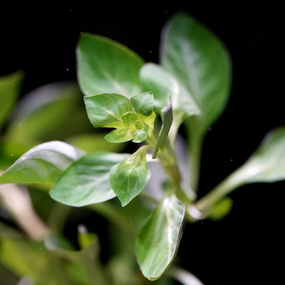 Macro shot of ludwigia palustris green aquatic stem plant leaves