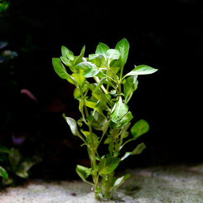 Ludwigia palustris green aquatic stem plant aquatic plant on a dark background
