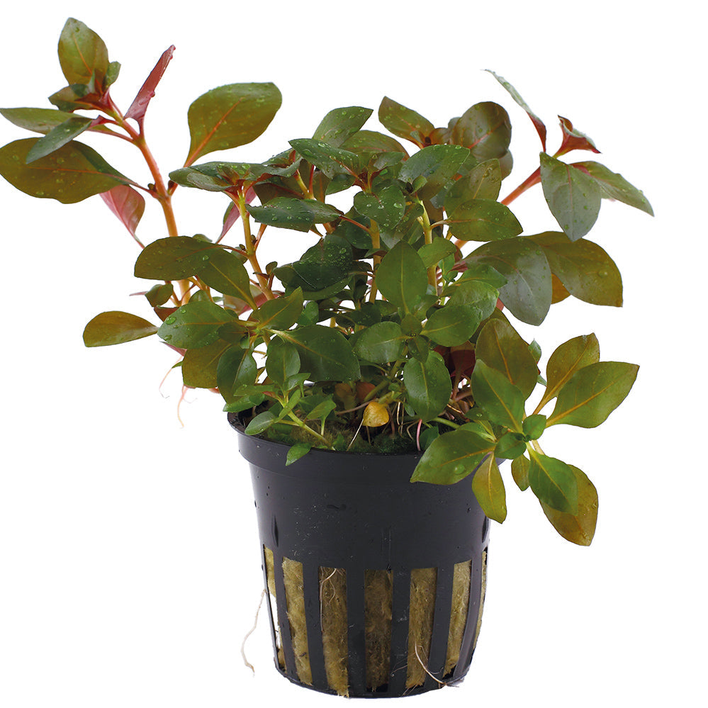 Potted plant with green leaves of ludwigia repens rubin aquarium stem plant