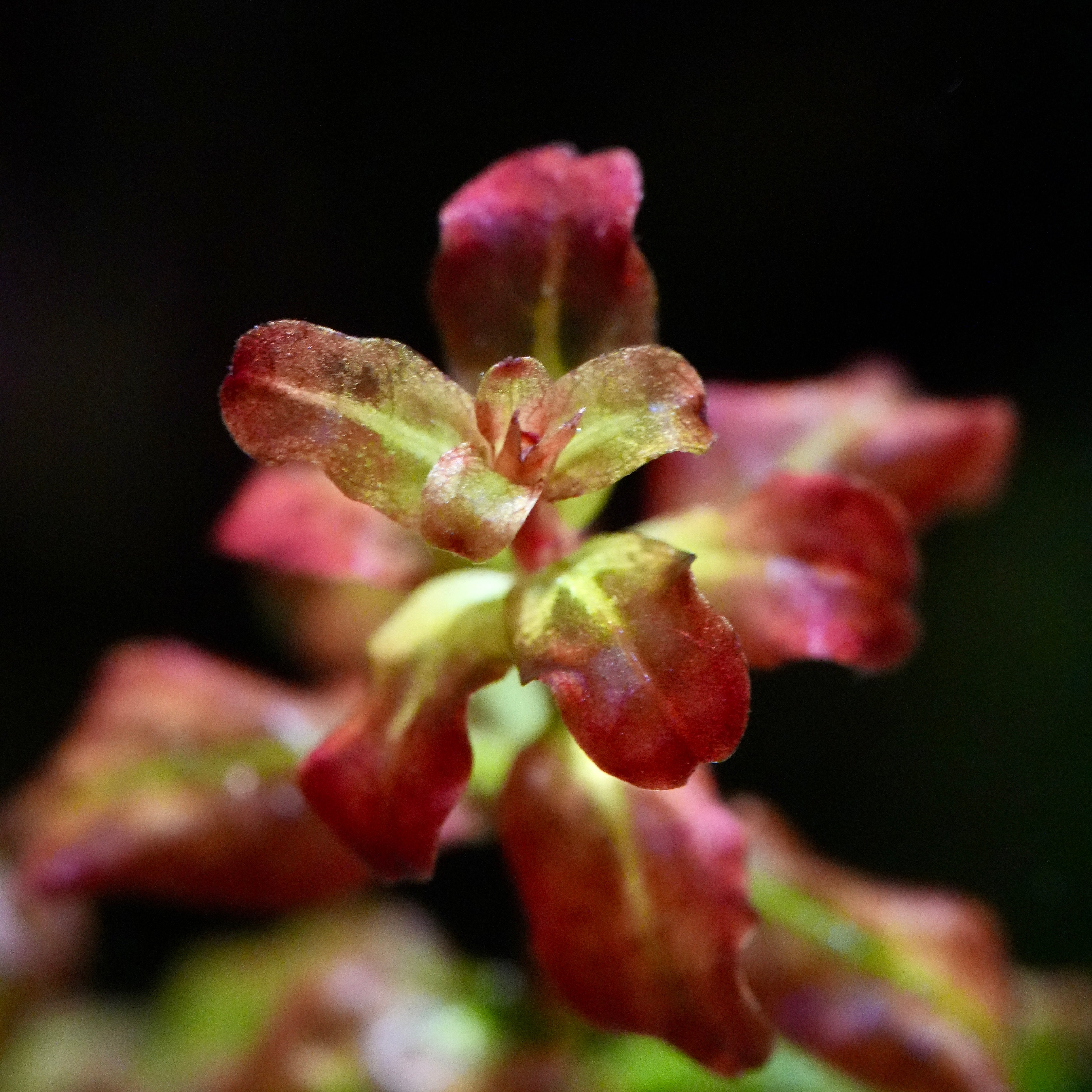 Macro shot of ludwigia senegalensis aquarium stem plant leaf and head
