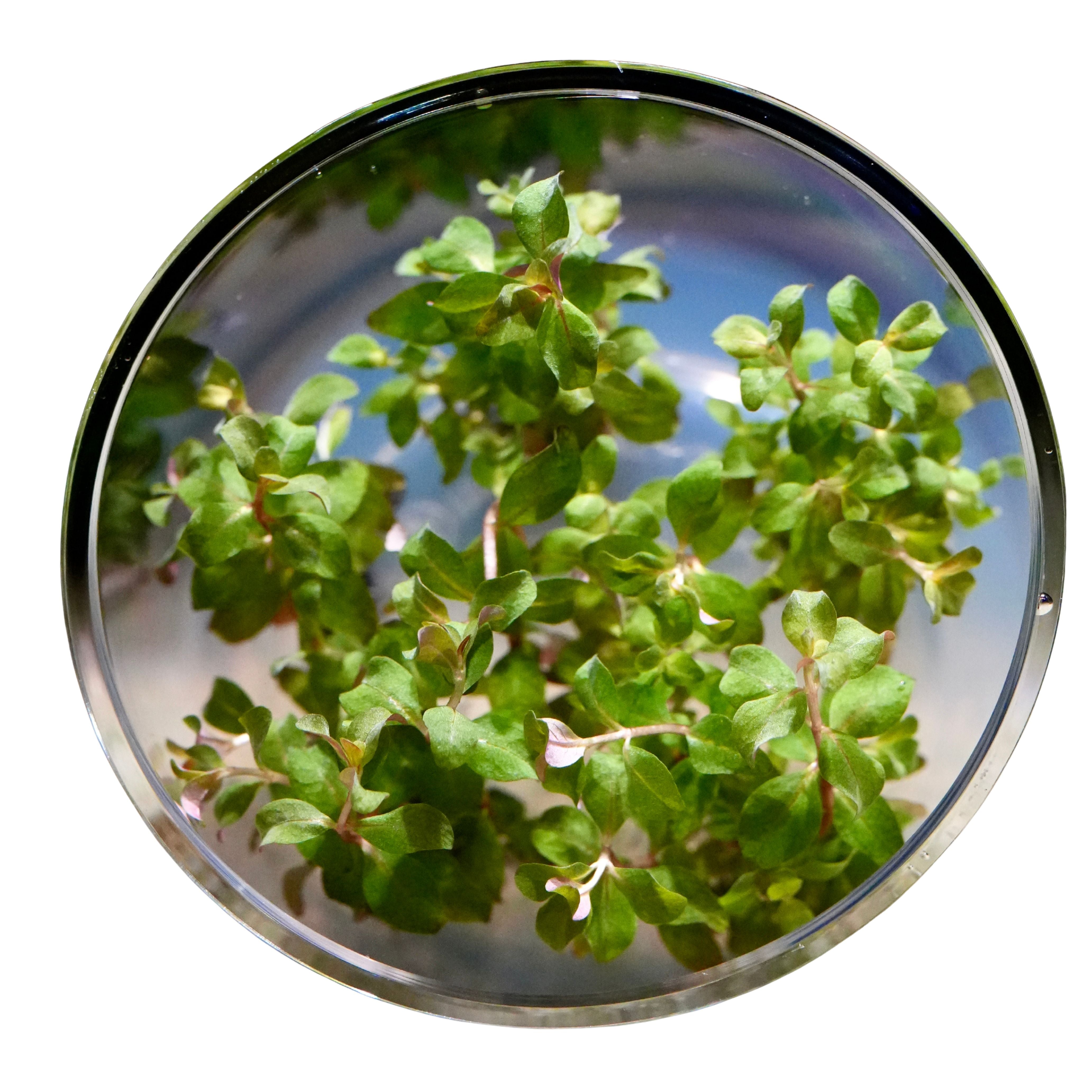 Pot of ludwigia senegalensis aquarium stem plant in vitro