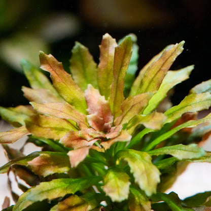 Close-up of ludwigia sphaerocarpa mini aquarium plant rosette