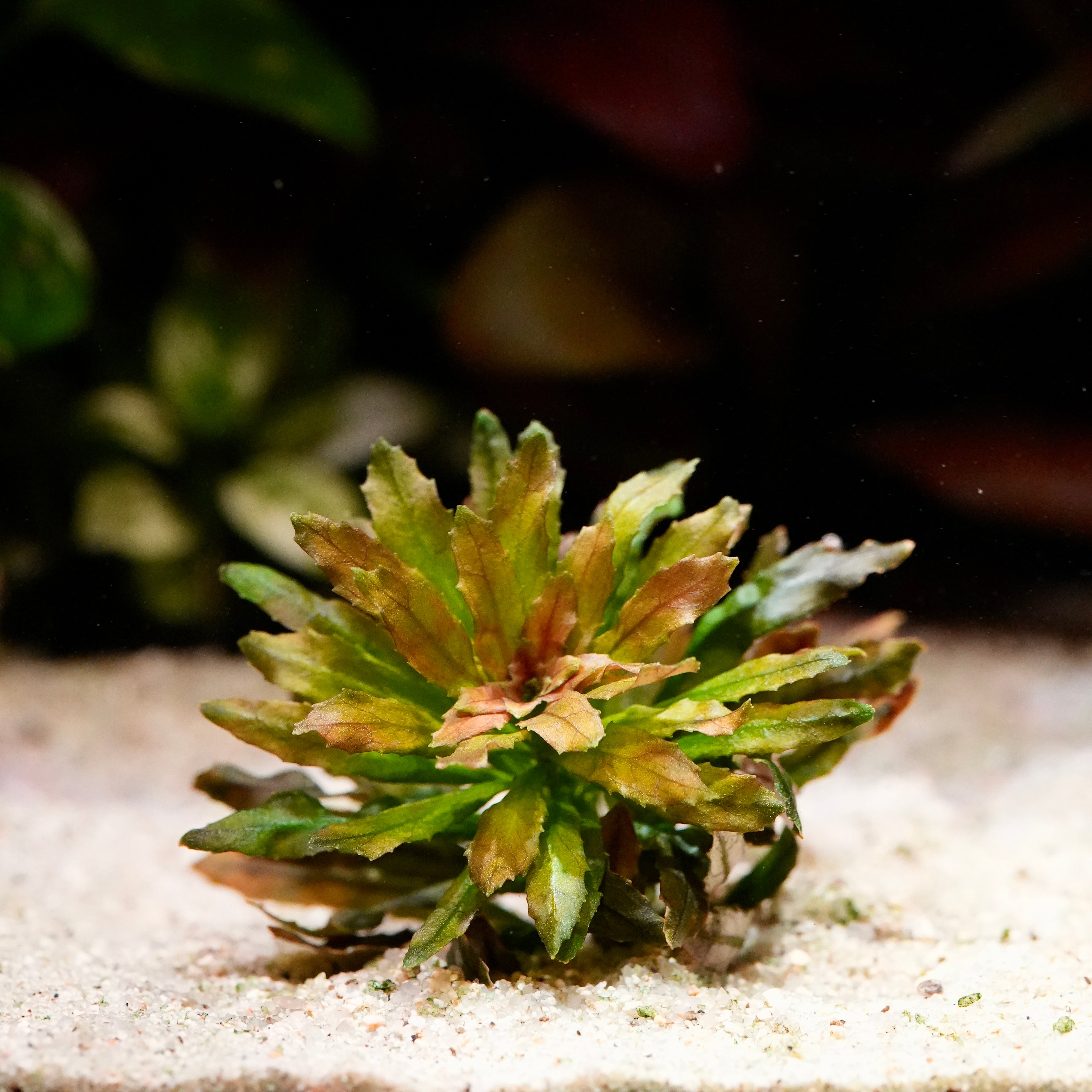 Orange and green ludwigia sphaerocarpa mini aquarium plant in situ
