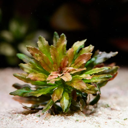 Red and green ludwigia sphaerocarpa mini aquarium plant in sand