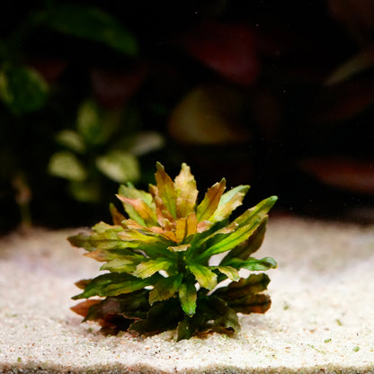Side profile of ludwigia sphaerocarpa mini aquarium plant 