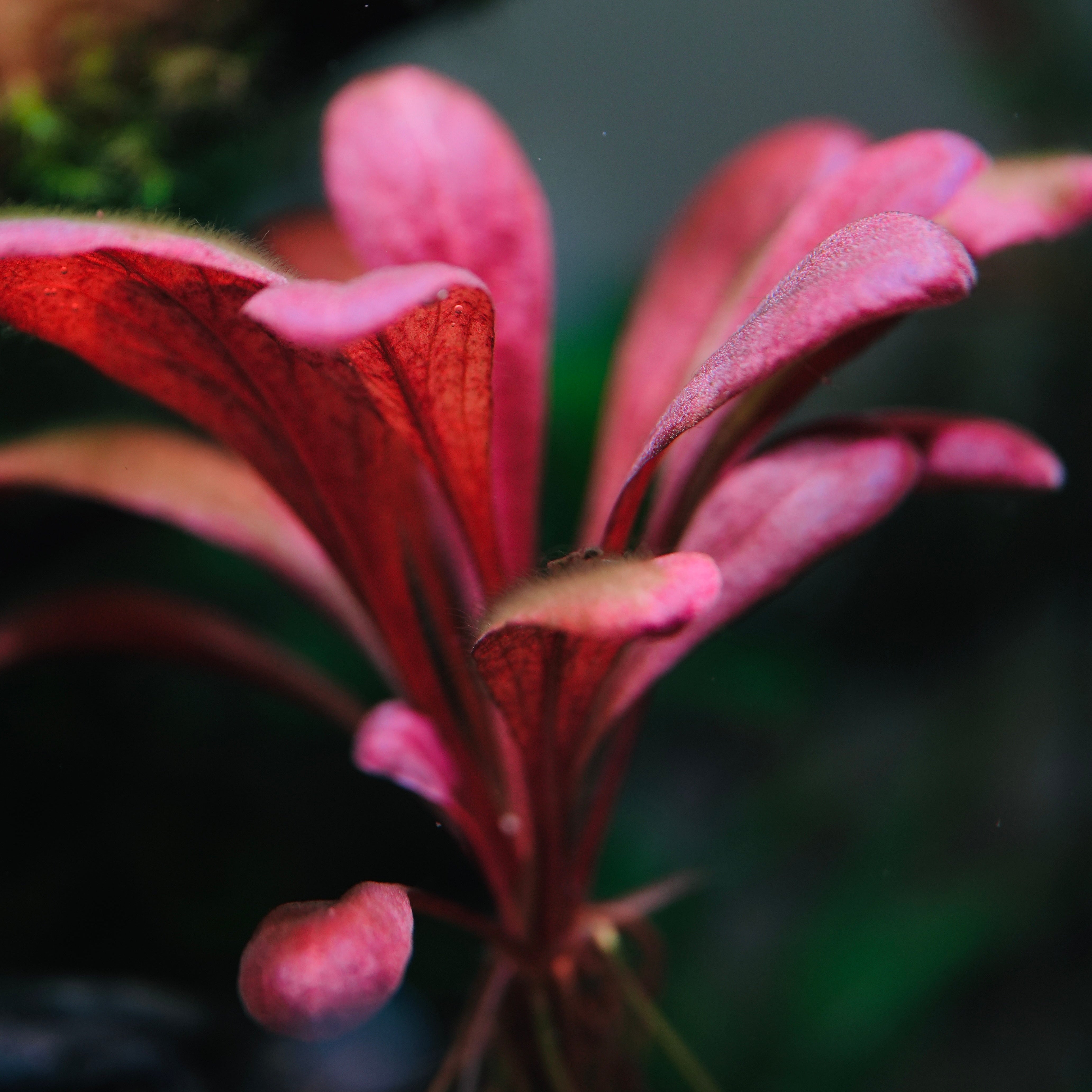 lysimachia parvifolia