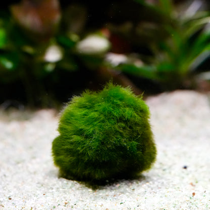 Large green marimo moss ball aegagropila linnaei aquarium plant on a sandy surface with a blurred natural background