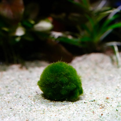 Small green marimo ball on a sandy surface with blurred background