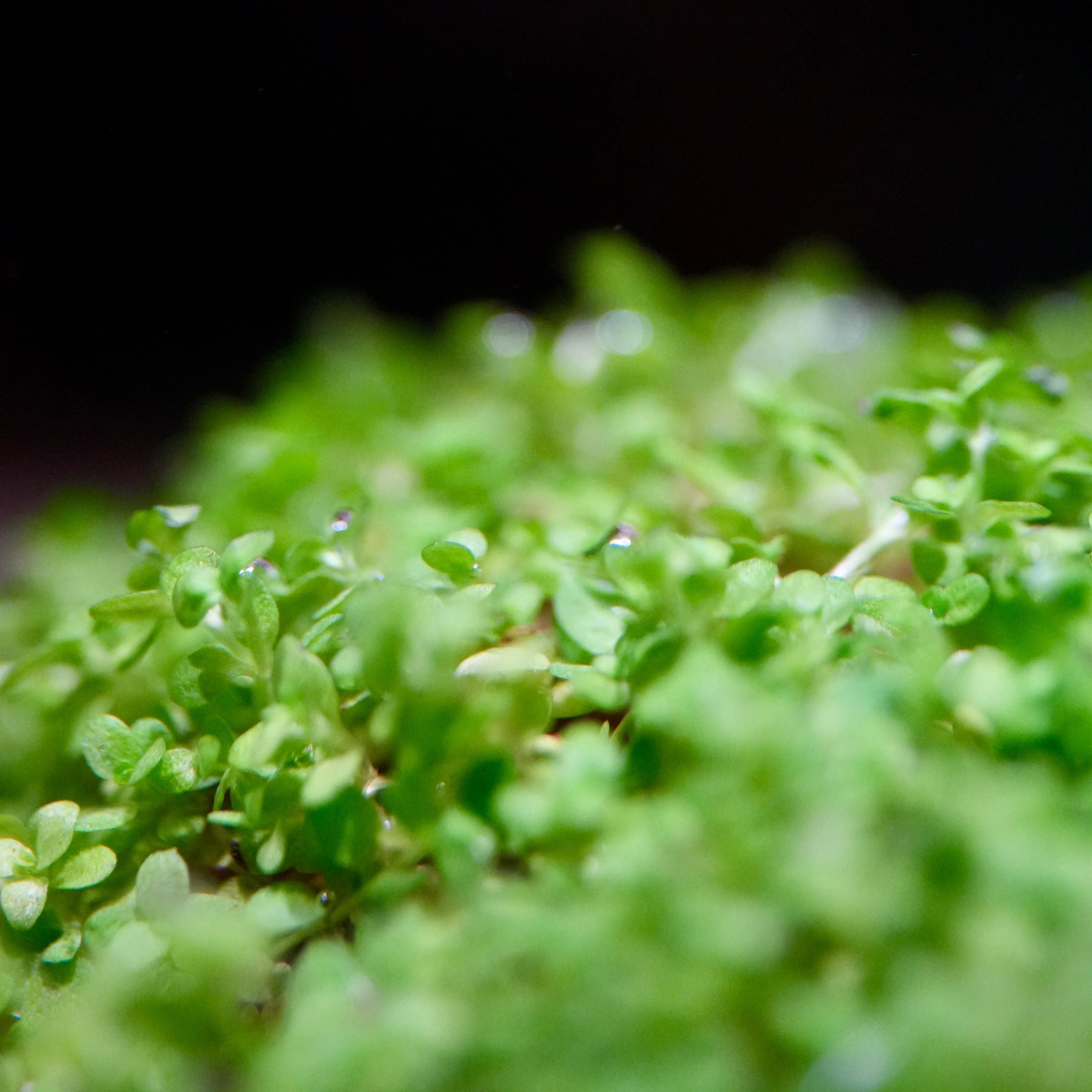 Close up of green leafy micranthemum callitrichoides cuba aquatic carpeting plant with a blurred background