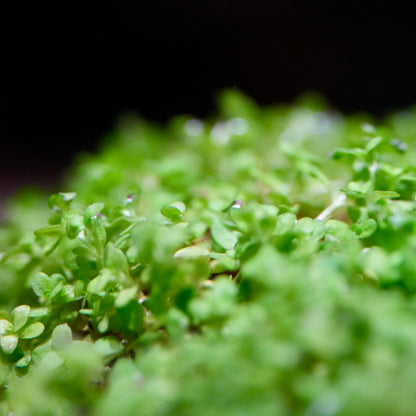 Close up of green leafy micranthemum callitrichoides cuba aquatic carpeting plant with a blurred background