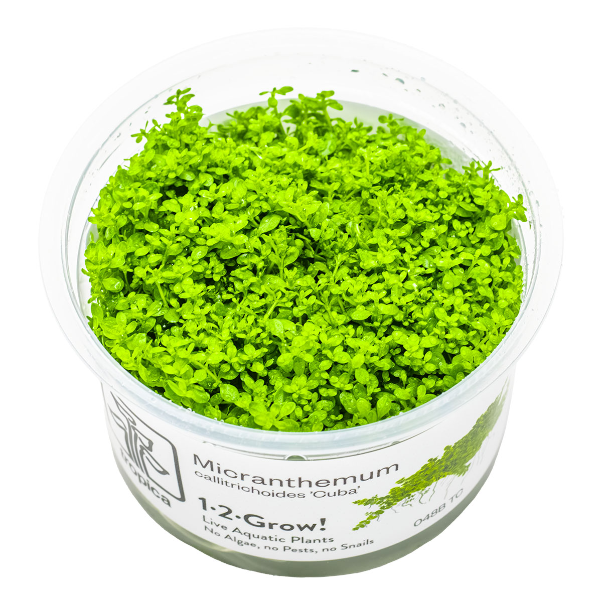 Container of micranthemum callitrichoides cuba aquatic carpeting plant in vitro