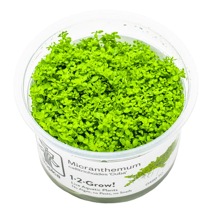 Container of micranthemum callitrichoides cuba aquatic carpeting plant in vitro