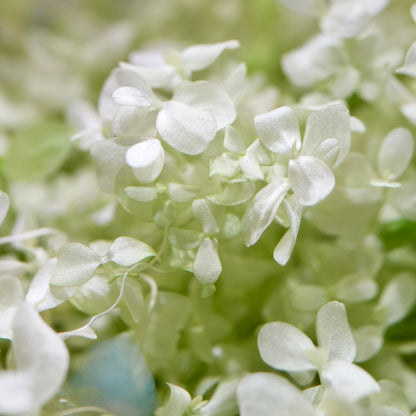 Close up of micranthemum tweediei monte carlo white aquarium carpeting plant