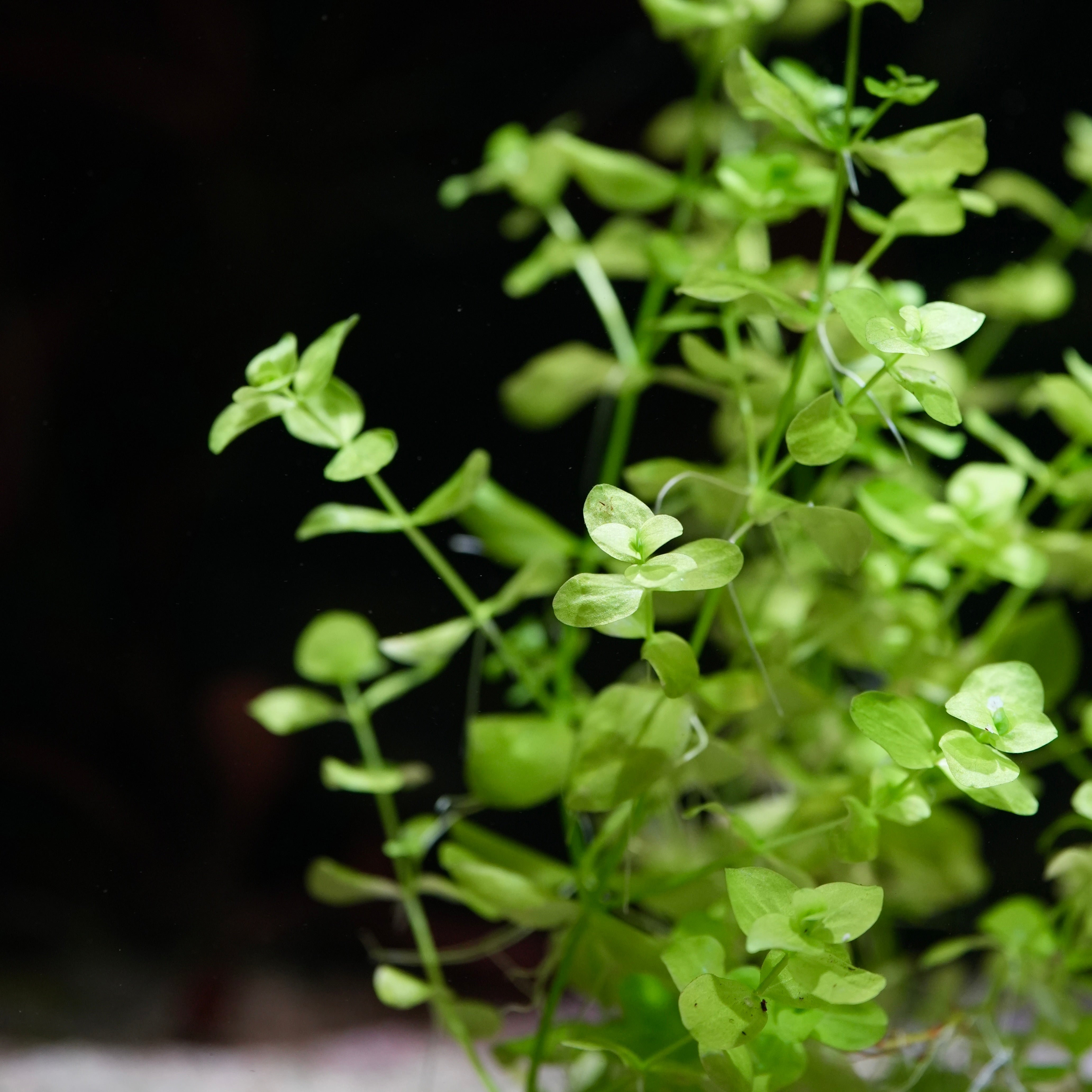 Close-up of micranthemum umbrosum aquatic plant green leaves against a dark background