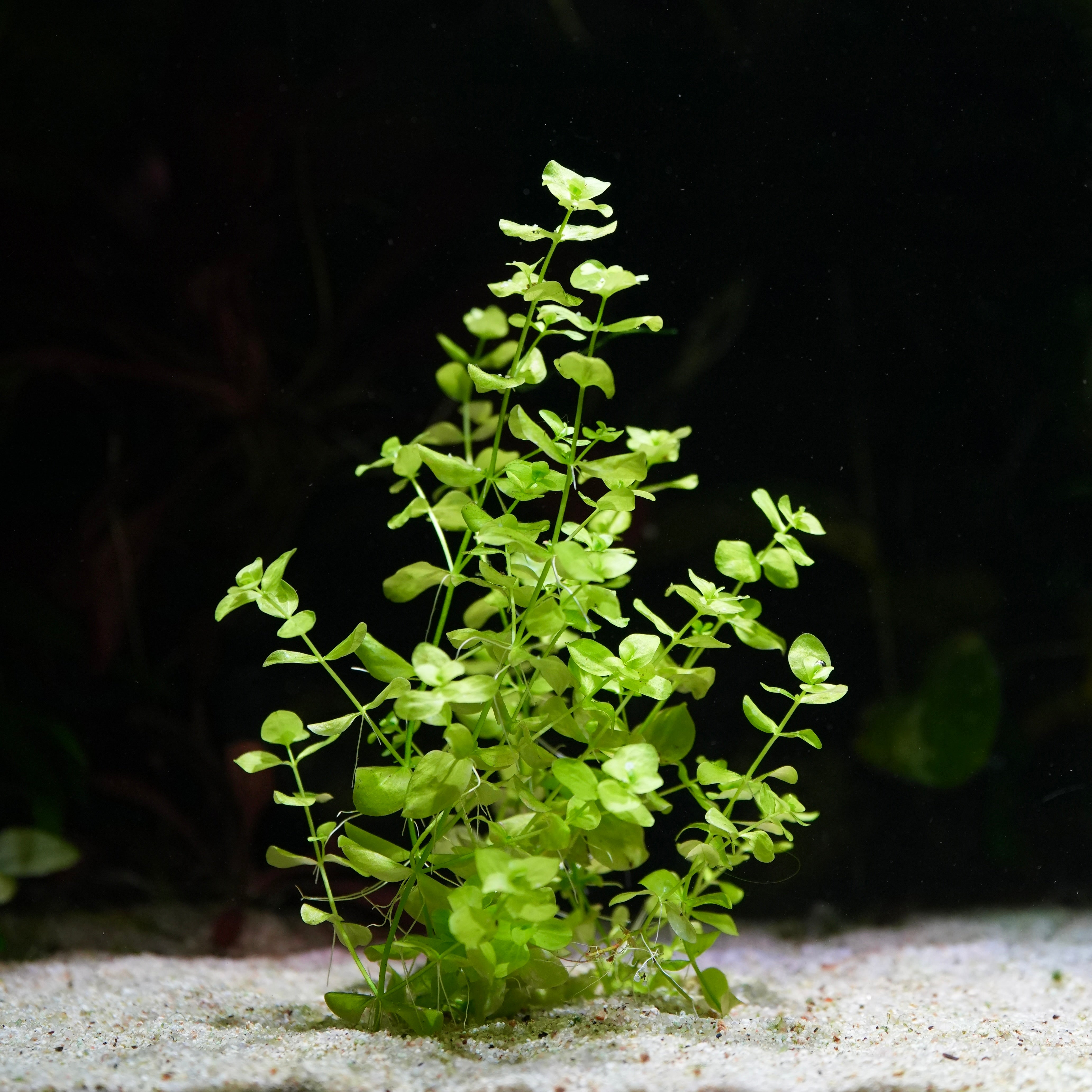Green micranthemum umbrosum aquatic plant on a dark background