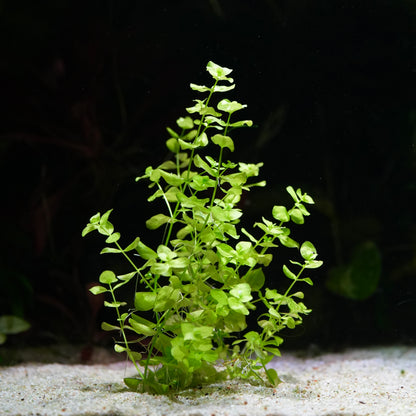 Green micranthemum umbrosum aquatic plant on a dark background