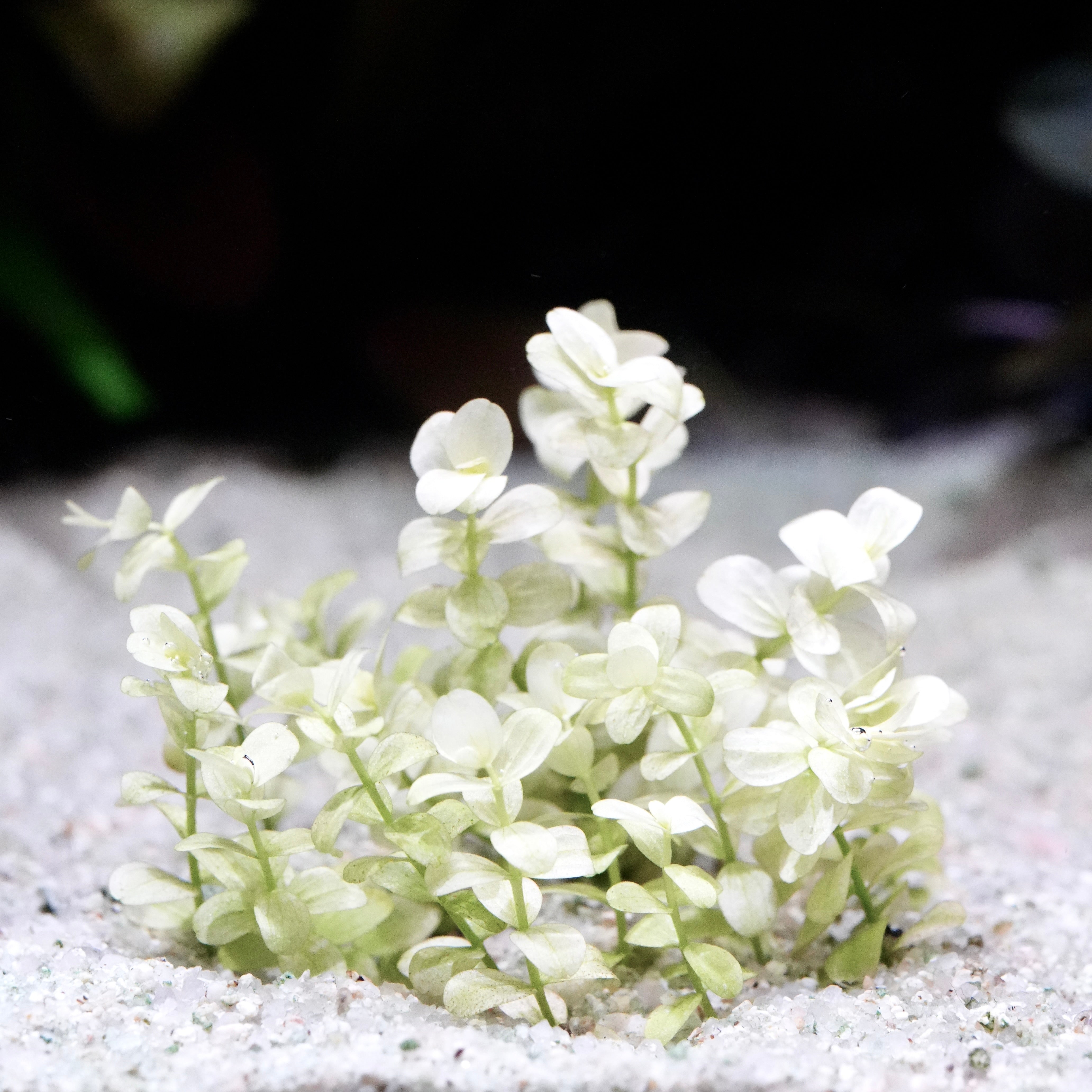 Bush of micranthemum umbrosum white rare aquarium stem plants