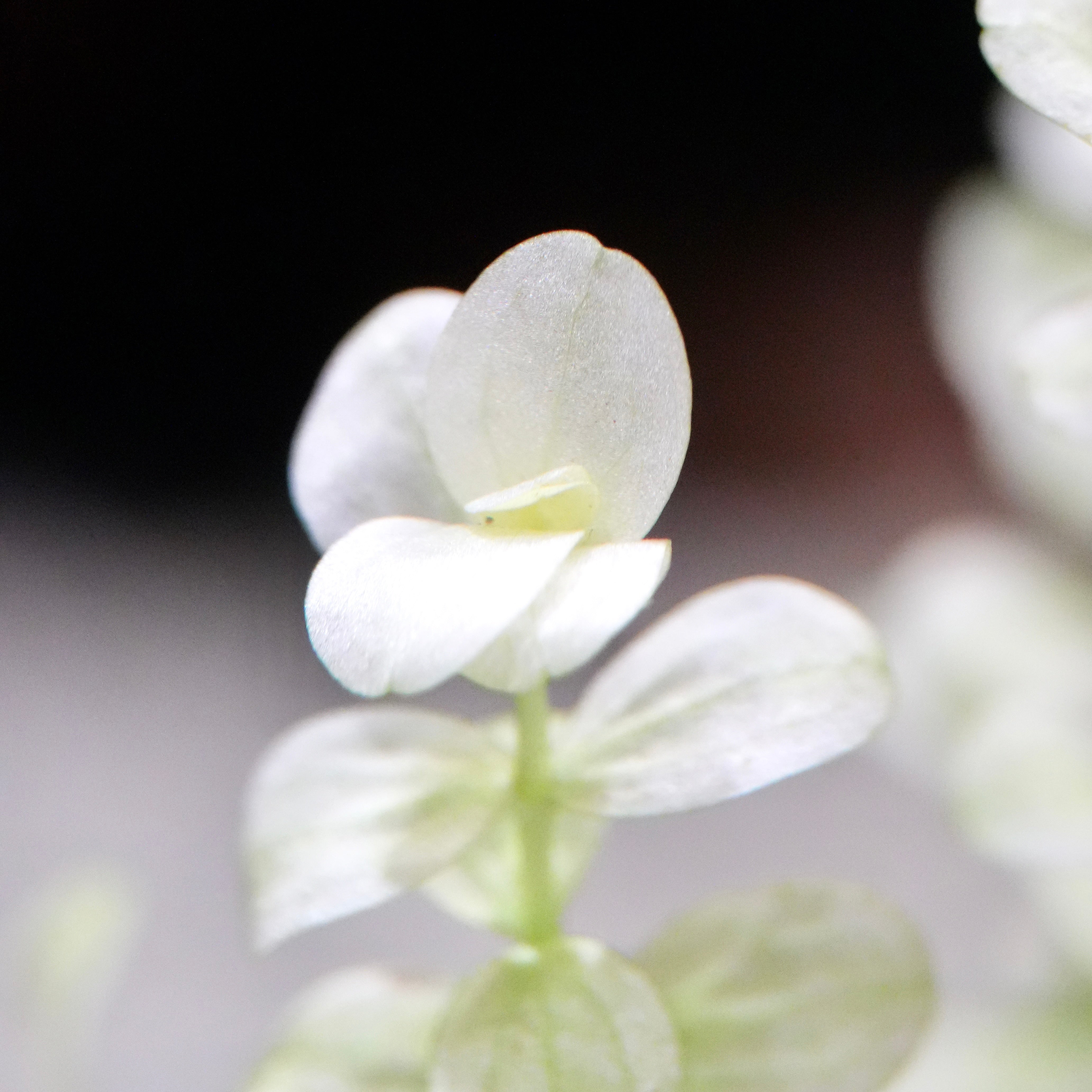 Macro shot of micranthemum umbrosum white rare aquarium stem plant leaf