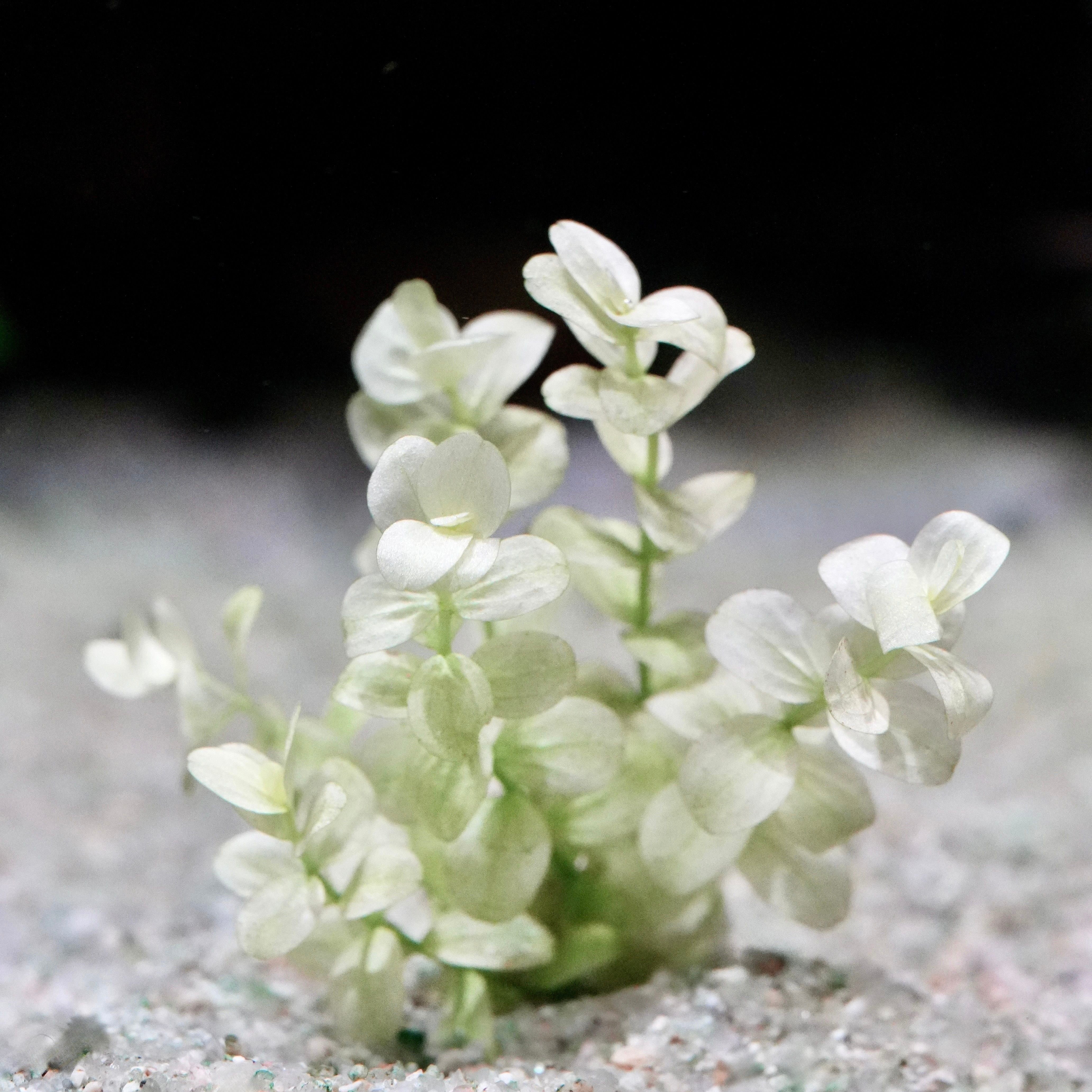 Super white micranthemum umbrosum white rare aquarium stem plant in sand