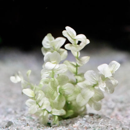 Super white micranthemum umbrosum white rare aquarium stem plant in sand