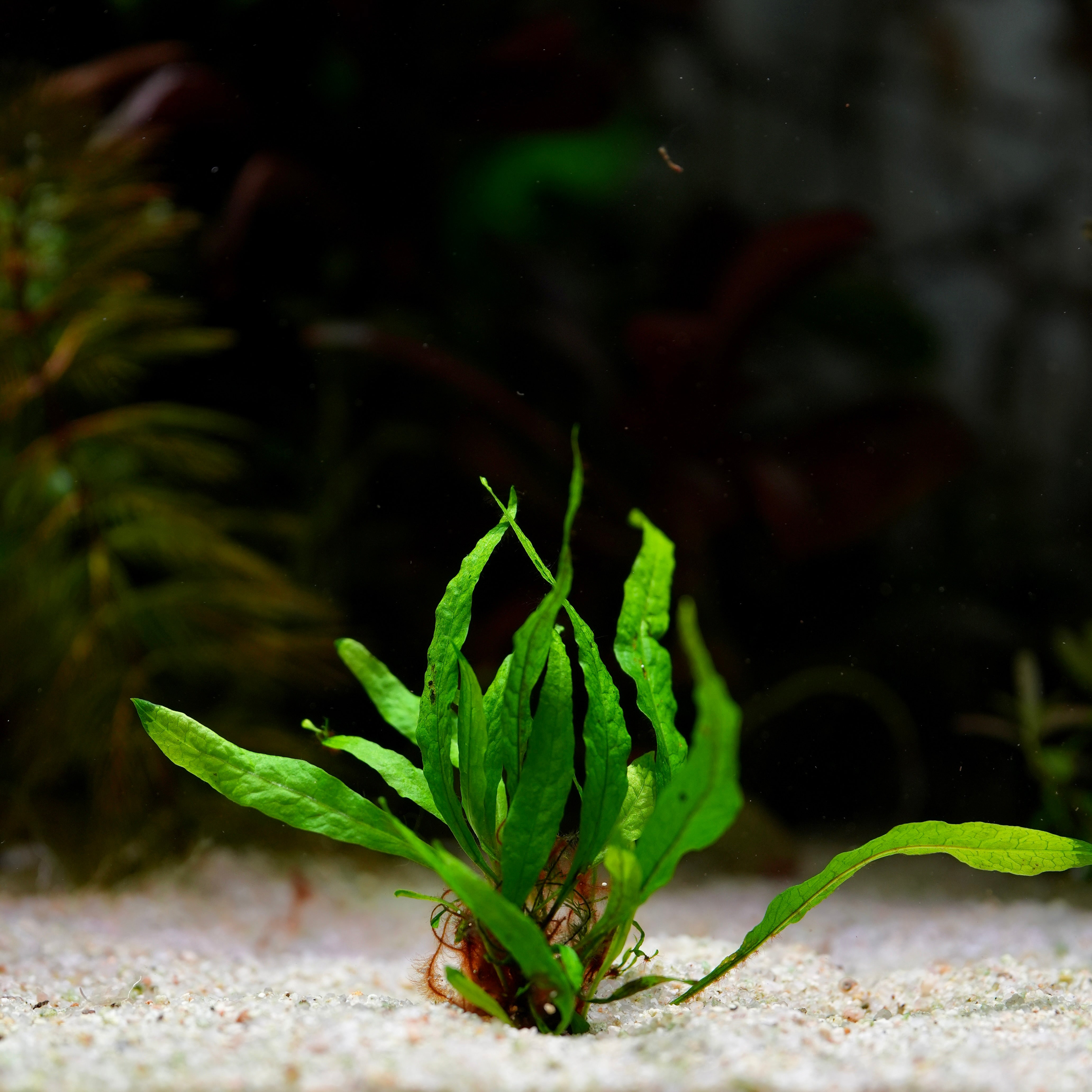 Green microsorum pteropus mini java fern aquatic plant on a sandy substrate with a blurred background