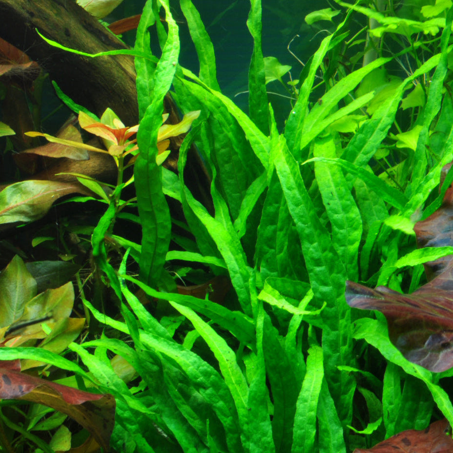 Close-up of microsorum pteropus narrow aquatic plant with a dark background