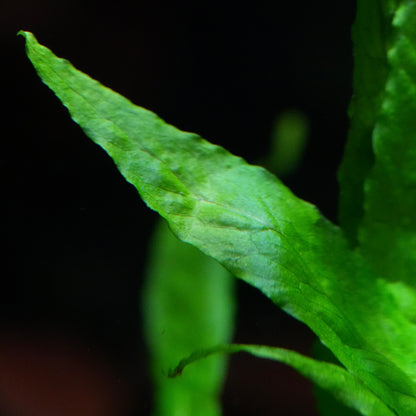 Close-up of a green leaf from microsorum pteropus narrow with a dark background