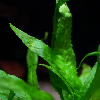Close-up of green leaves from microsorum pteropus narrow java fern against a dark background