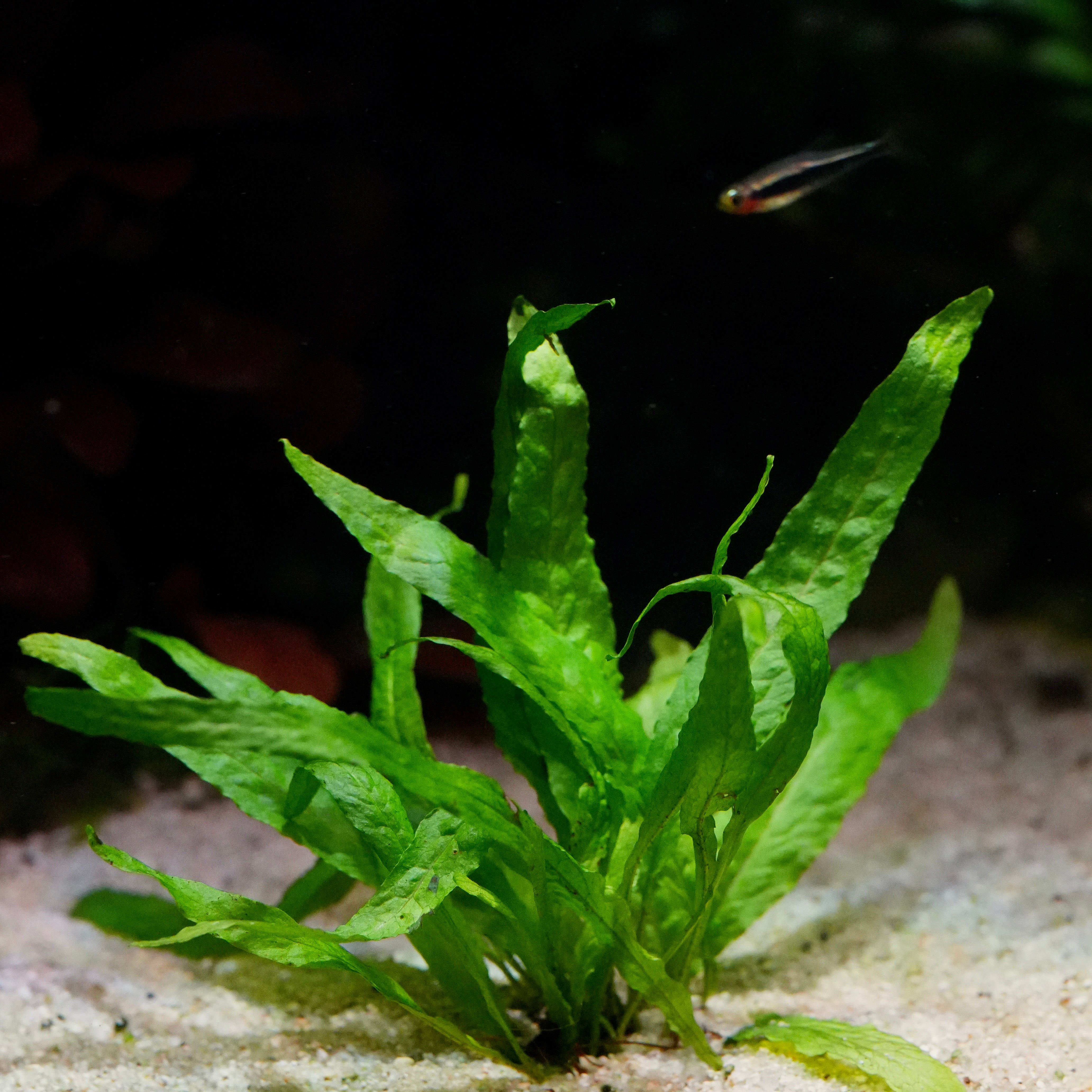 Green microsorum pteropus narrow java fern with on a sandy substrate