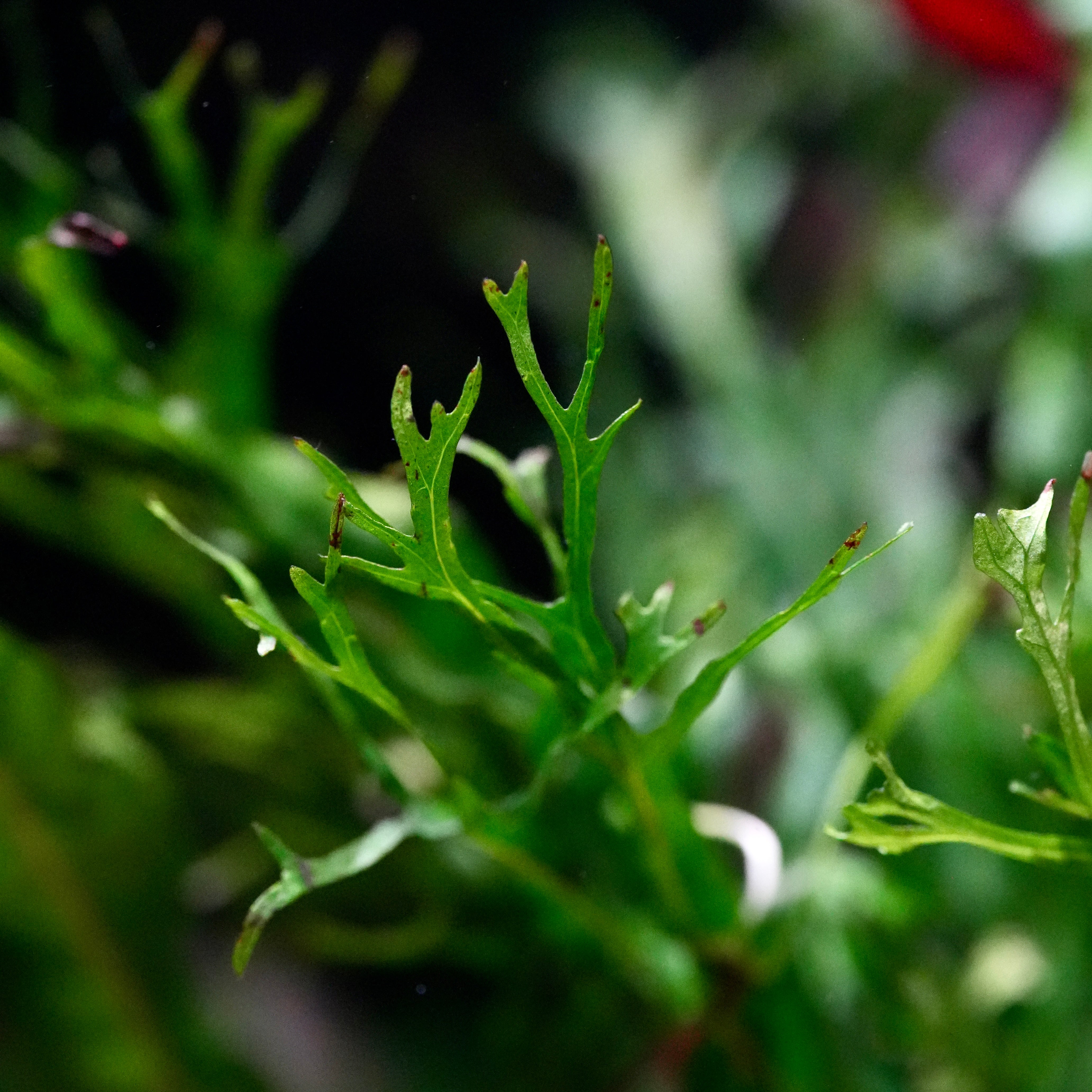 Close-up of green leafy microsorum pteropus windelov aquarium epiphyte plant with branched tips