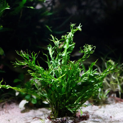 Green microsorum pteropus windelov aquarium epiphyte plant in sand