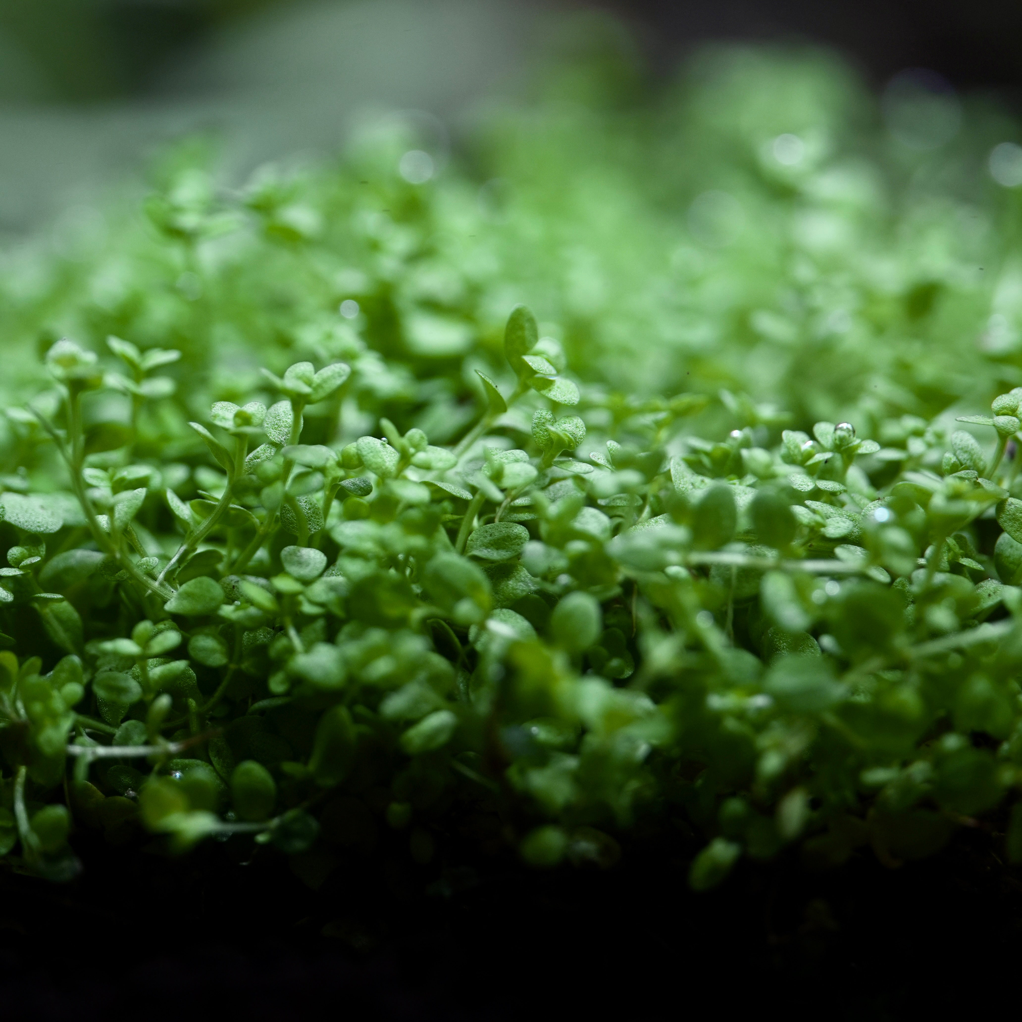 Macro shot of leaves from monte carlo micranthemum tweediei aquarium carpeting plant
