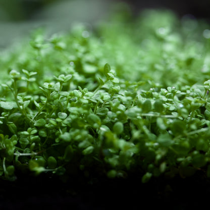 Macro shot of leaves from monte carlo micranthemum tweediei aquarium carpeting plant