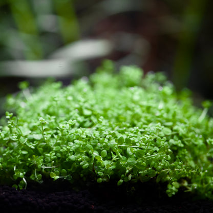 Close-up of green monte carlo micranthemum tweediei aquarium carpeting plant 