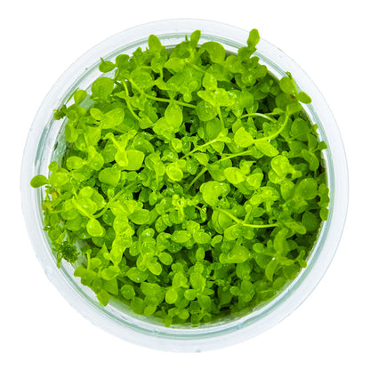 Green monte carlo micranthemum tweediei aquarium carpeting plant in a clear container on a white background