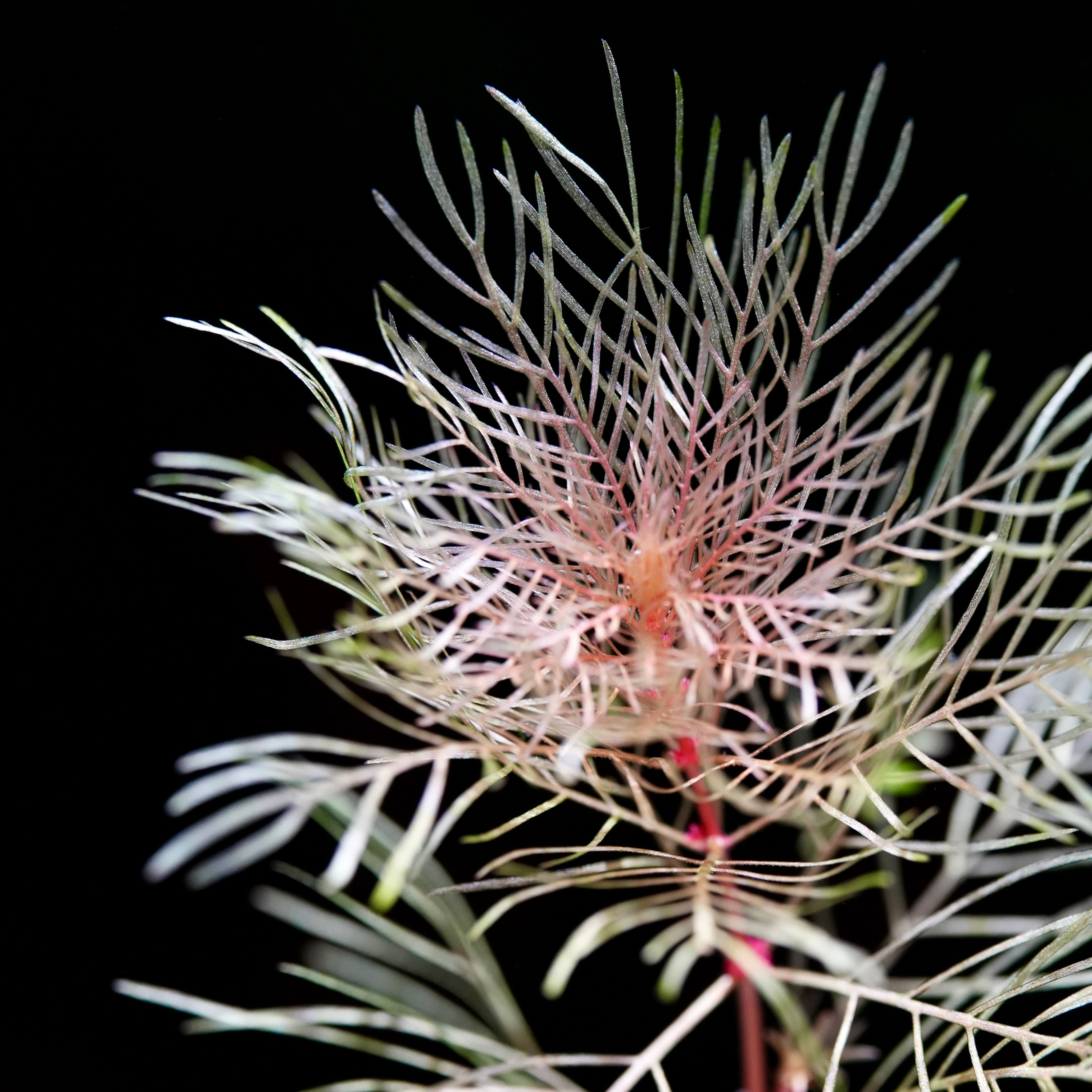 Close-up of a plant with thin, delicate leaves against a black background