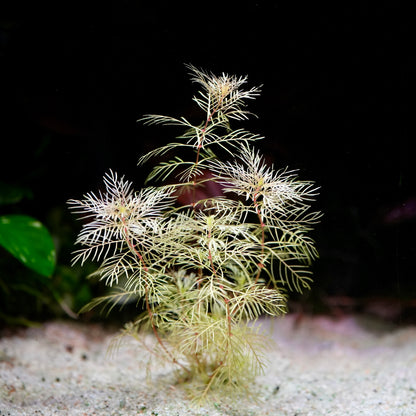 Feathery myriophyllum mattogrossense golden aquarium plant in situ