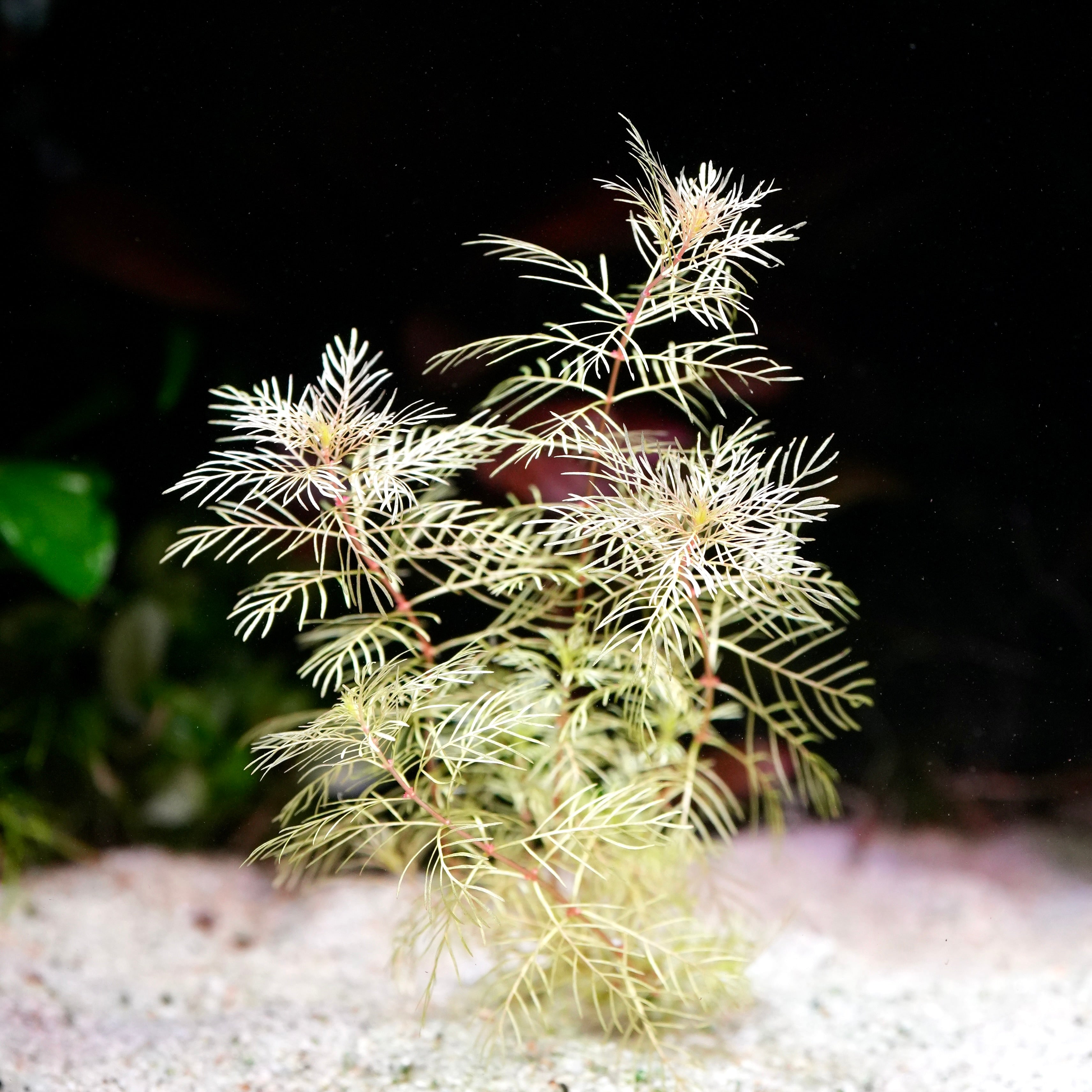 White myriophyllum mattogrossense golden aquarium plant in sand