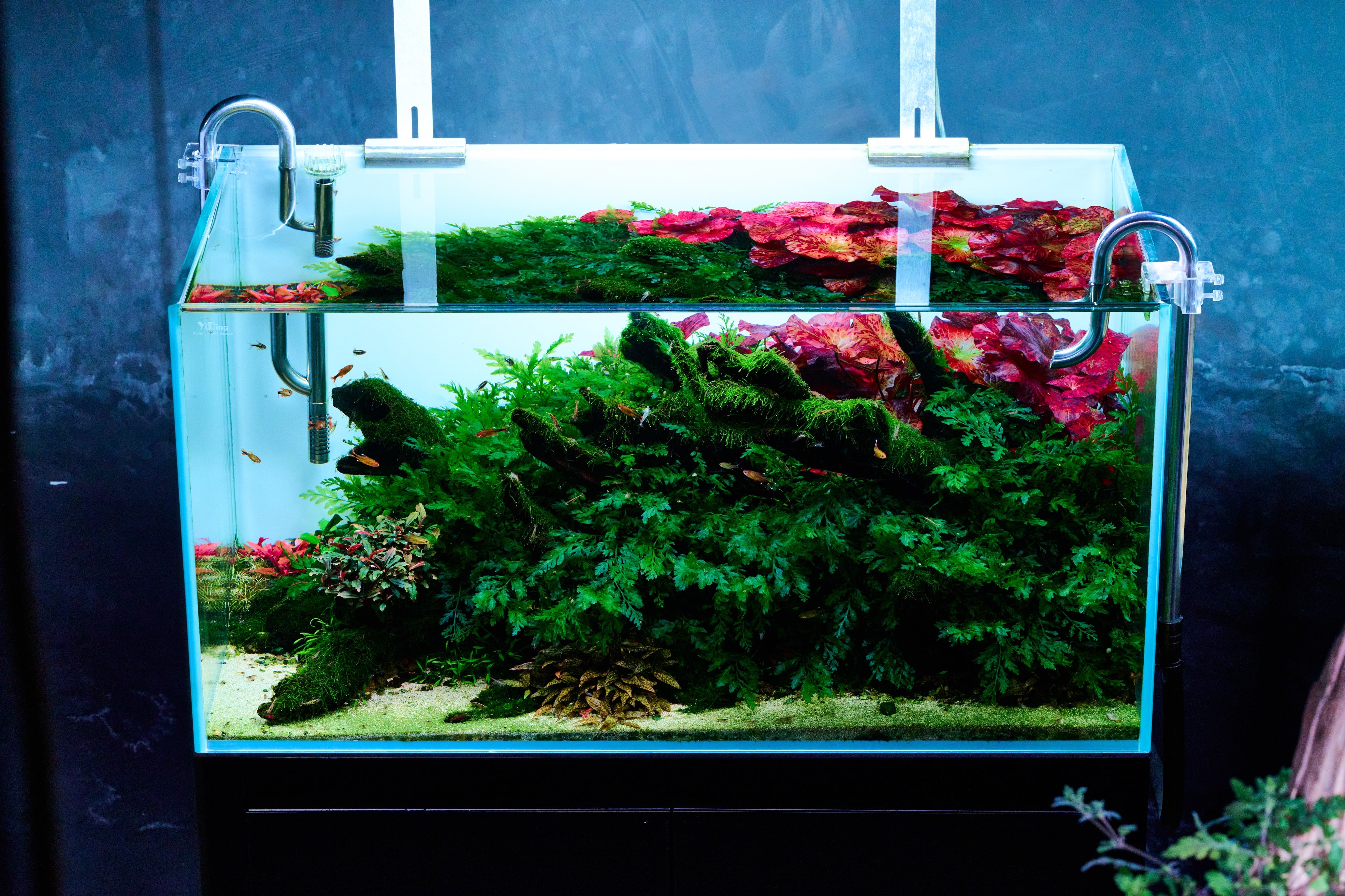 Aquarium with green plants and colorful stones on a dark background
