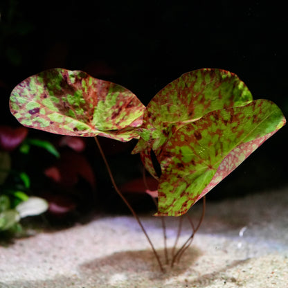 nymphaea micrantha gefleckt tiger lotus aquatic plant in sandy substrate