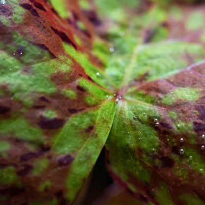 Super macro shot of nymphaea micrantha gefleckt tiger lotus aquatic plant leaf
