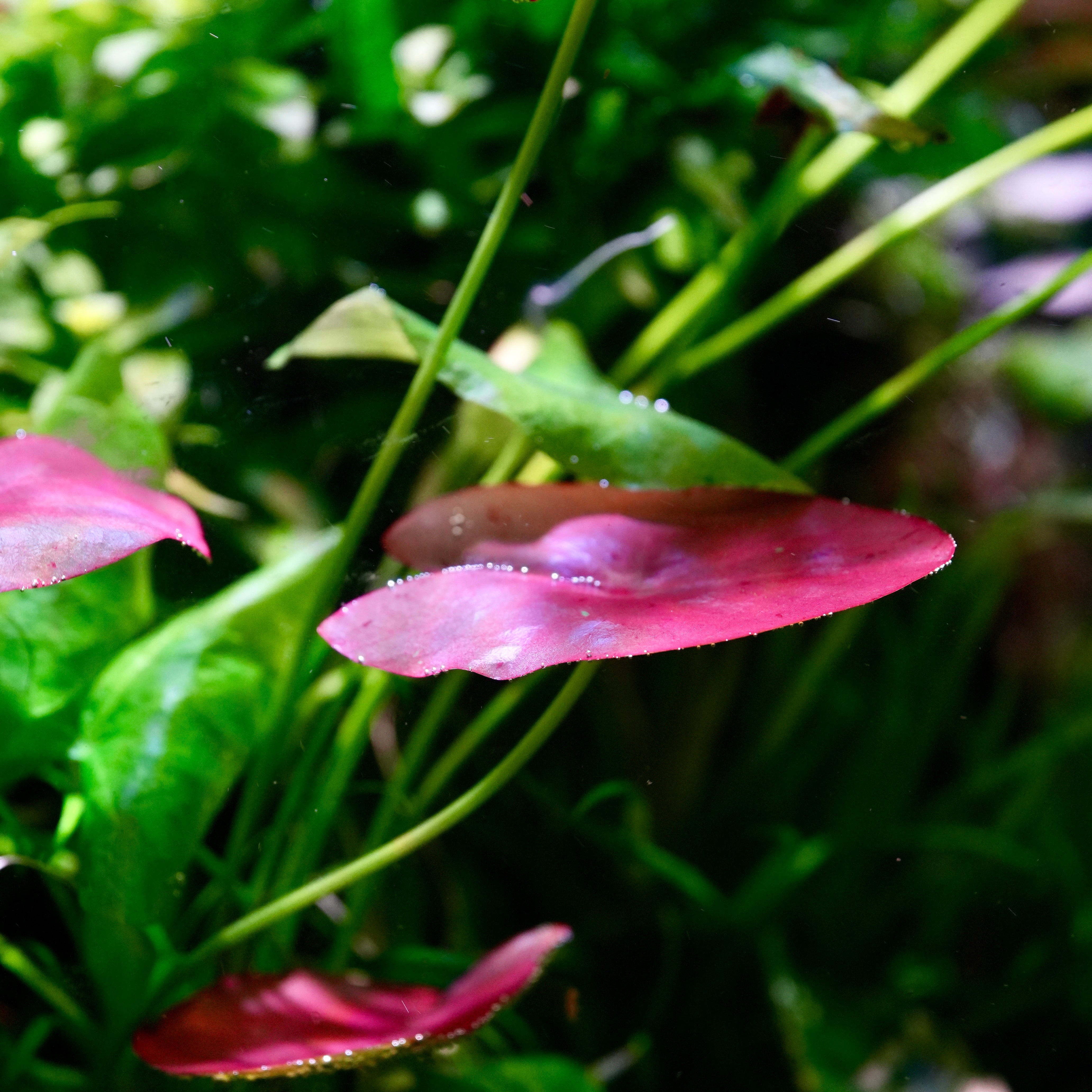 Close up of red leaves from nymphaea peru puerto maldonado aquarium plant water lily