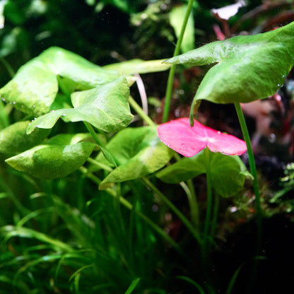 Close-up of green leaves of nymphaea peru puerto maldonado aquarium plant water lily