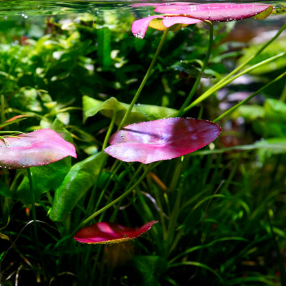 Pink and red nymphaea peru puerto maldonado aquarium plant water lily with green leaves
